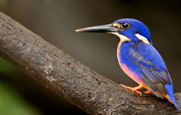 Красочный синий зимородок