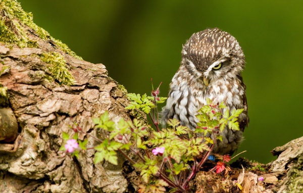 Милая хмурая сова