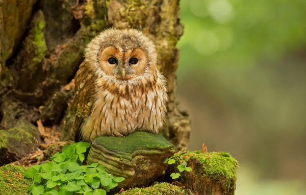 Милая сова на камне