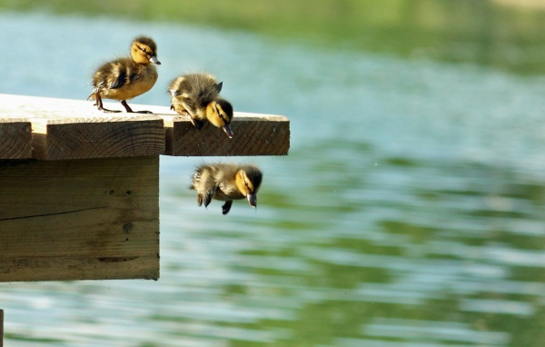 Утята учатся плавать