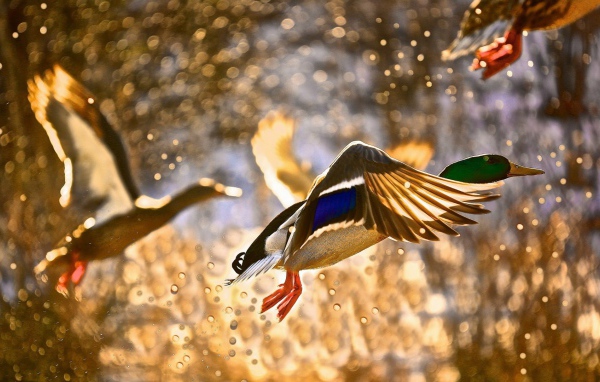 Утки взлетают с поверхности воды