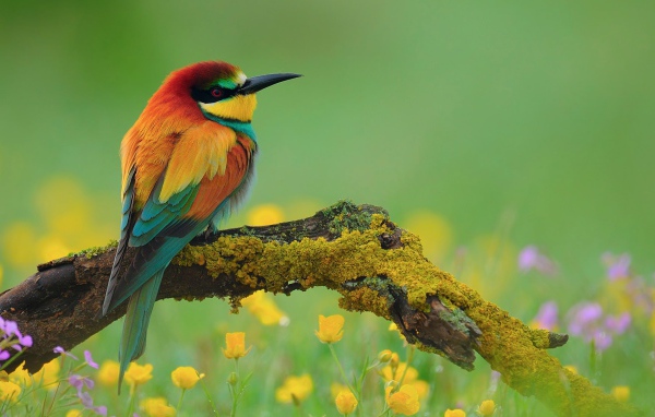 Птица золотистая щурка