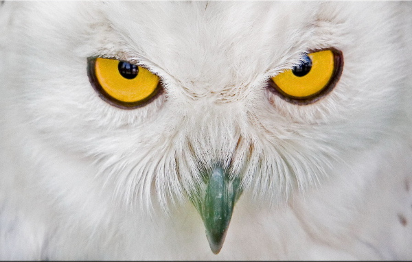 Eyes white owl