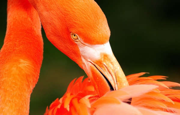 Фламинго чистит перья