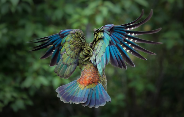 Полет красочной птицы