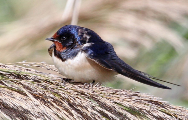 Забавная птица сидит на пучке травы