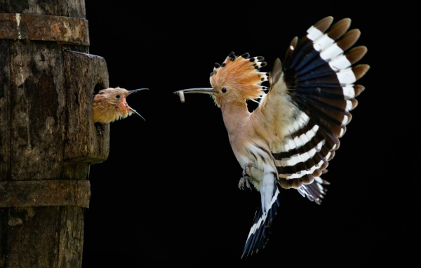 Удод кормит птенца