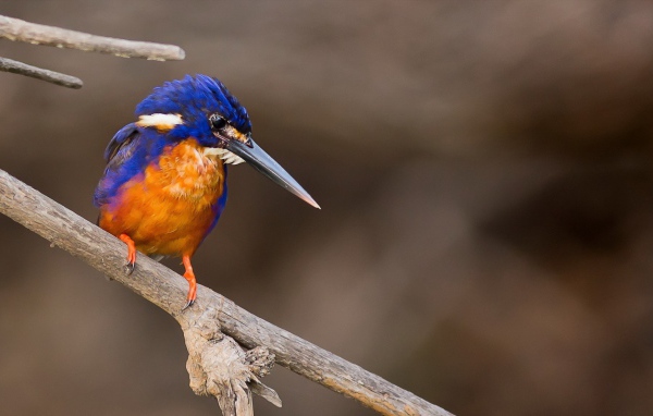 Длинноклювая птица зимородок