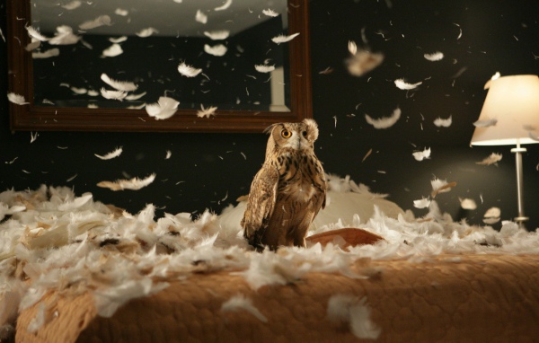 Сова в перьях