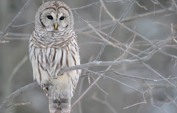 Сова на обледеневших ветках дерева