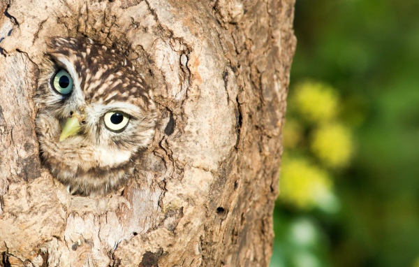 Сова сидит в дупле дерева