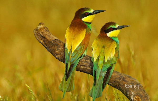 Пара щурков на засохшей коряге