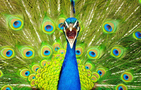 Портрет павлина