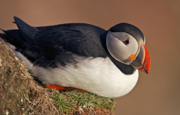 Тупик сидит на клочке травы