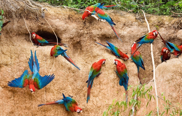 Гнезда радужных попугаев