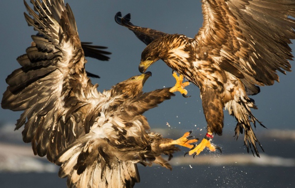 Схватка двух беркутов