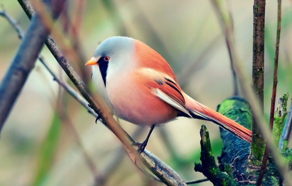 Красная злая птичка