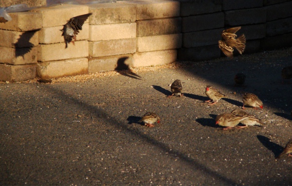Воробьи ищут чем поживиться