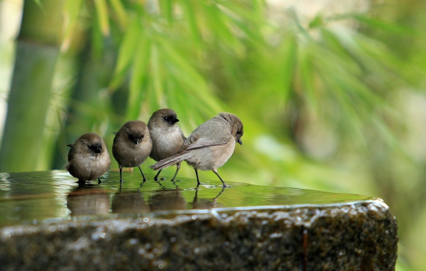 Воробьи на камне