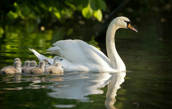 Лебедь с выводком на воде