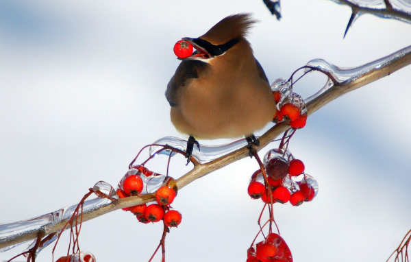 Птица ест рябину