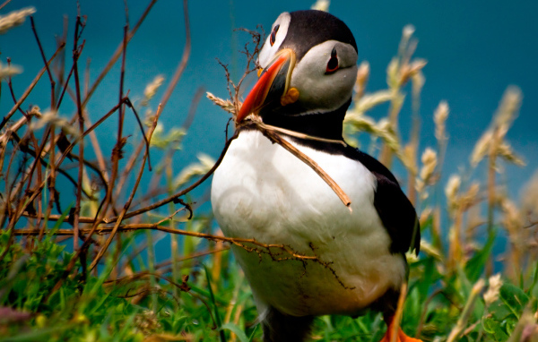 Идет строительство гнезда