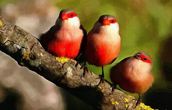 Three birds in the picture
