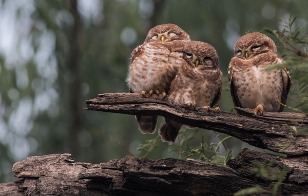 Три совы на старом дереве