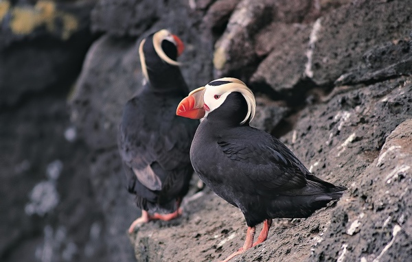 Два тупика на скале