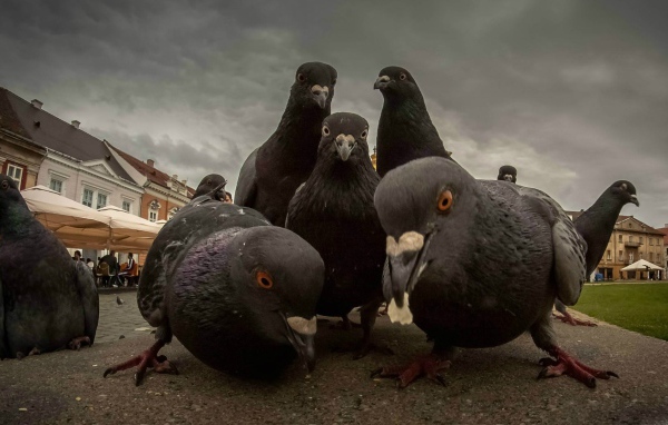 Городские голуби ищут пропитание