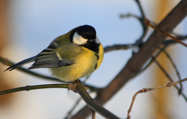 Желтогрудая синица на ветке