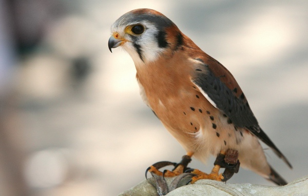 Молодой коричневый ястреб