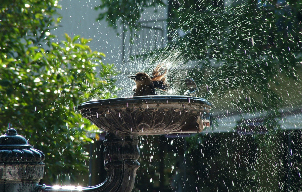 Птица купается