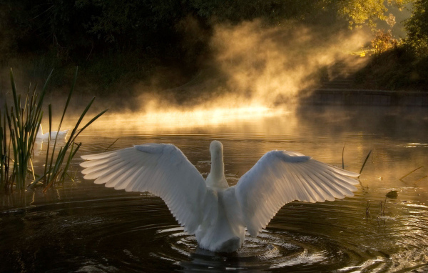 Лебедь на озере