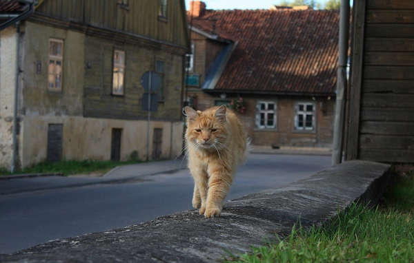 Рыжий, мудрый кот