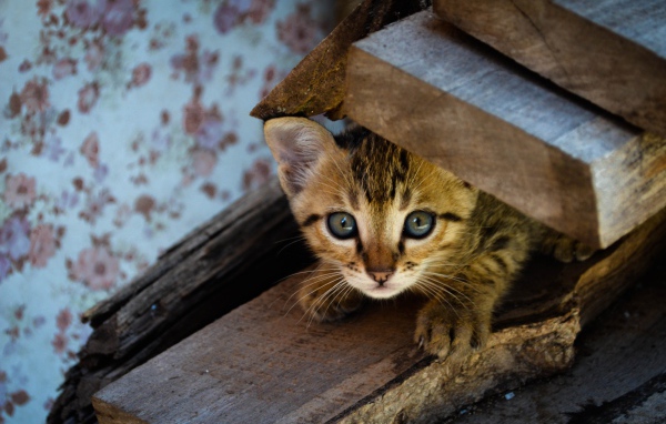 Коричневый котенок под досками