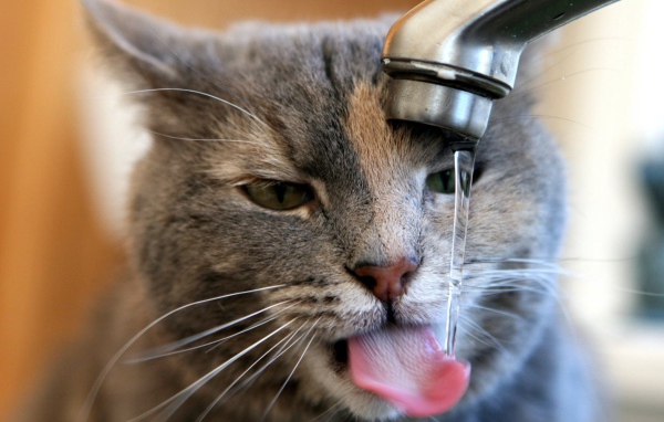 Кот пьет воду из-под крана