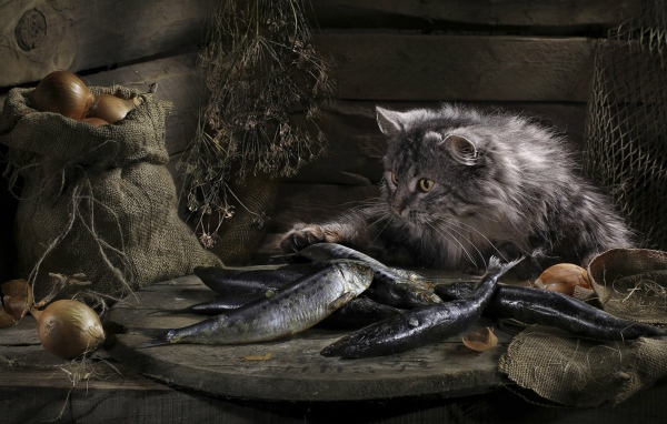 Кот нашел сокровище