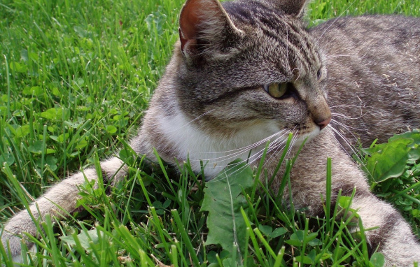 Кошка обнимает землю