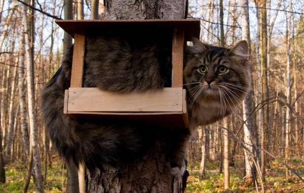 Кот ждет птичек