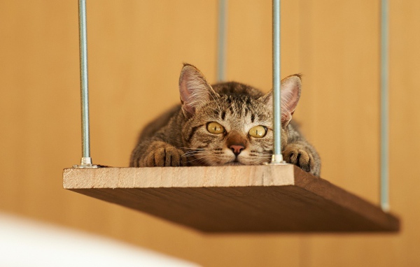 Кот лежит на деревянной полке