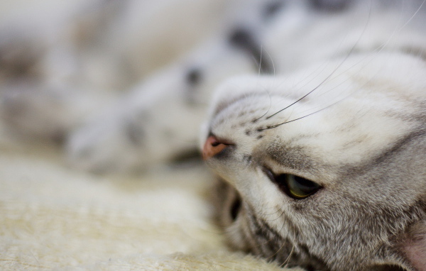 Кот нежится на ковре