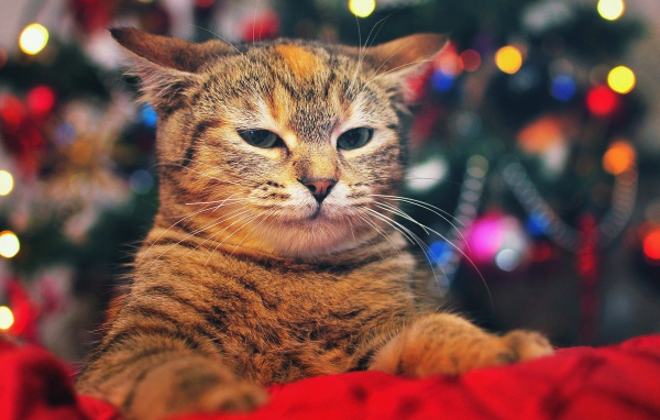 Кот на фоне елки