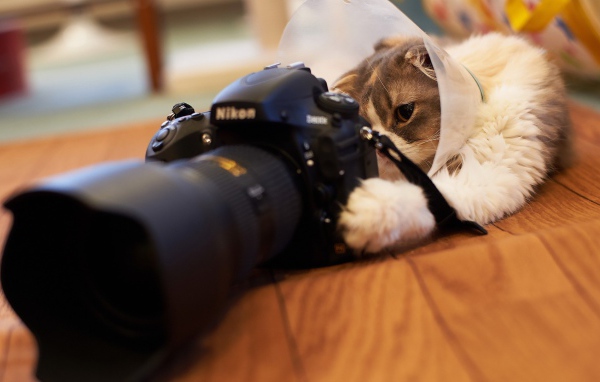 Кот играет с фотоаппаратом