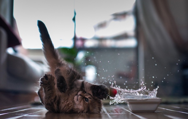 Кот играет с водой лежа на спине