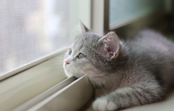 Кот положил голову на раму окна