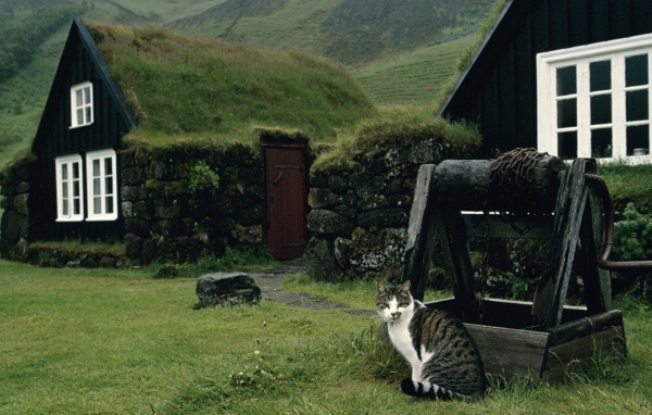 Кот сидит у колодца