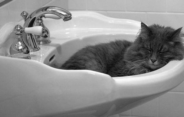 Кот мирно спит в раковине