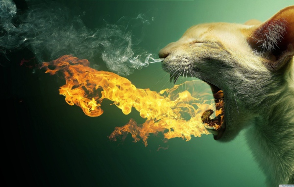 Кот изрыгает пламя