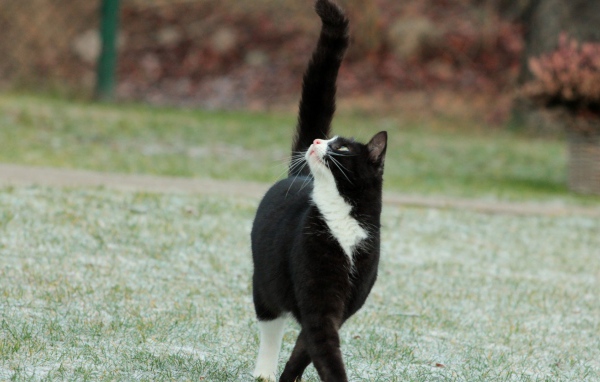 Кот с черным хвостом смотрит вверх